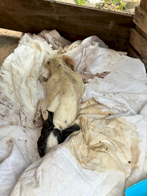 Polícia Civil atua contra maus tratos a animal em MS