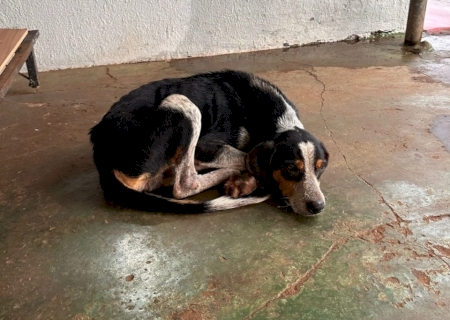 Homem nega que abandonou cão doente e é solto em audiência