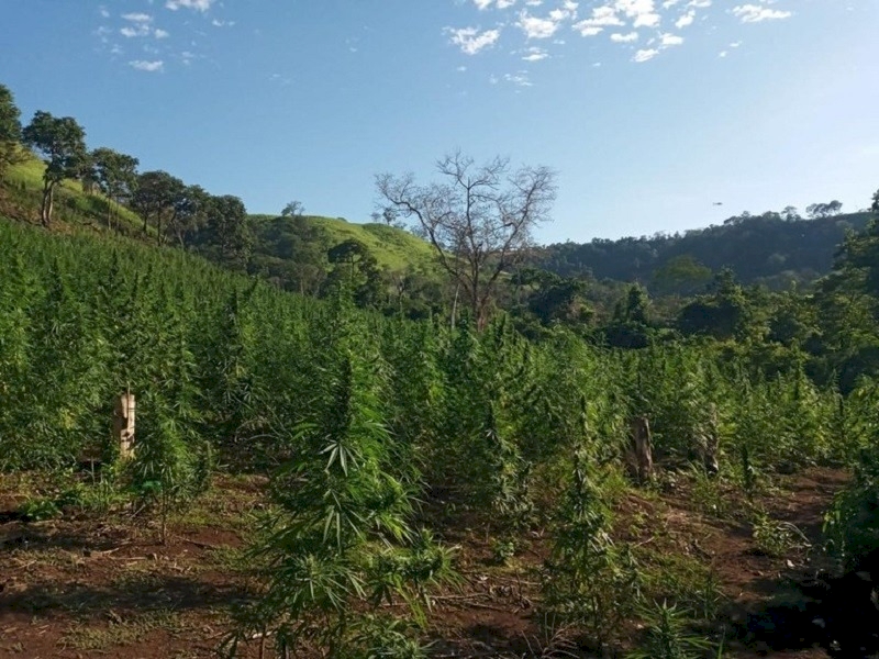 Operação da PF e Senad na fronteira destrói 880 toneladas de maconha