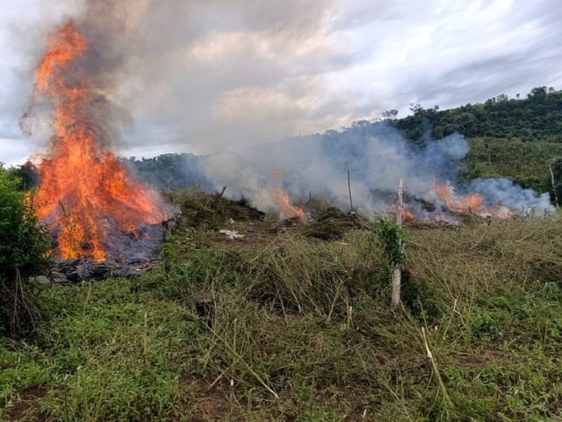 Operação da PF e Senad na fronteira destrói 880 toneladas de maconha
