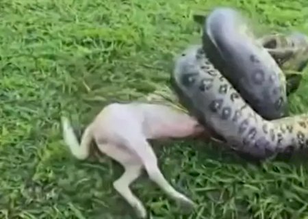 Vídeo mostra resgate de cachorro atacado por sucuri de 3 metros