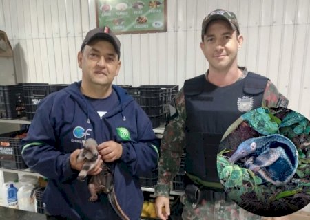 IVINHEMA: PMA resgata filhote de tamanduá-bandeira na Gleba Vitória