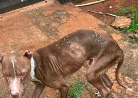 Polícia Civil resgata cão em estado crítico de maus-tratos durante ação em ponto de tráfico na Capital